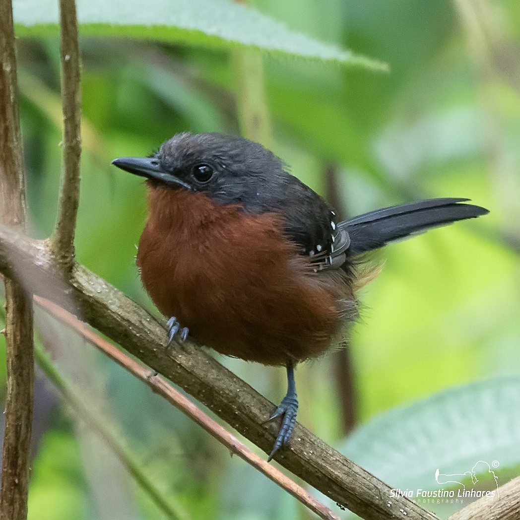 Dot-winged Antwren - Silvia Faustino Linhares