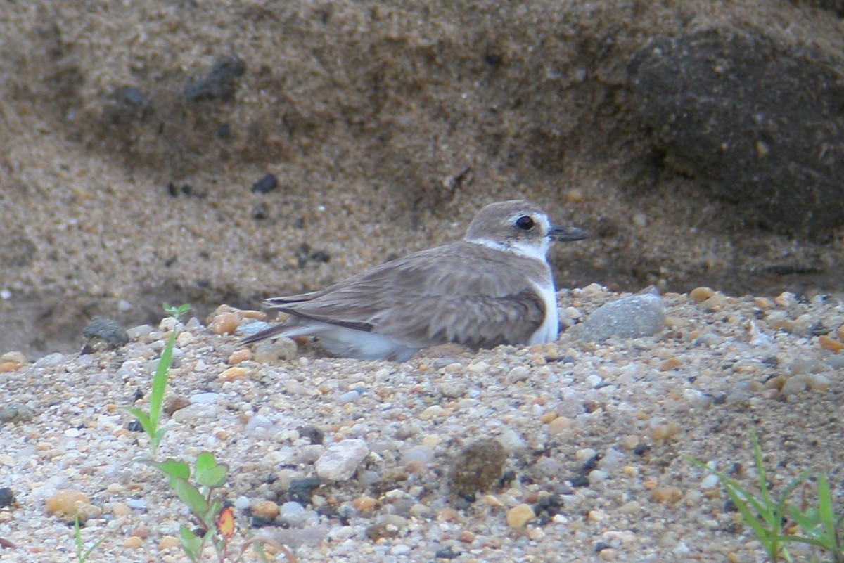 Wilson's Plover - ML104942961