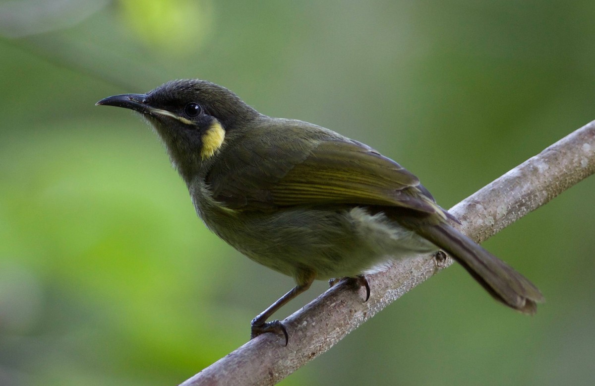 Yellow-spotted Honeyeater - Eric Barnes