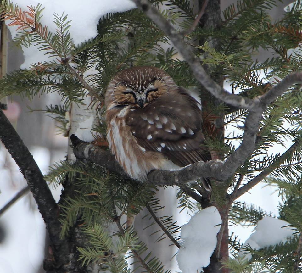 Northern Saw-whet Owl - ML104943711