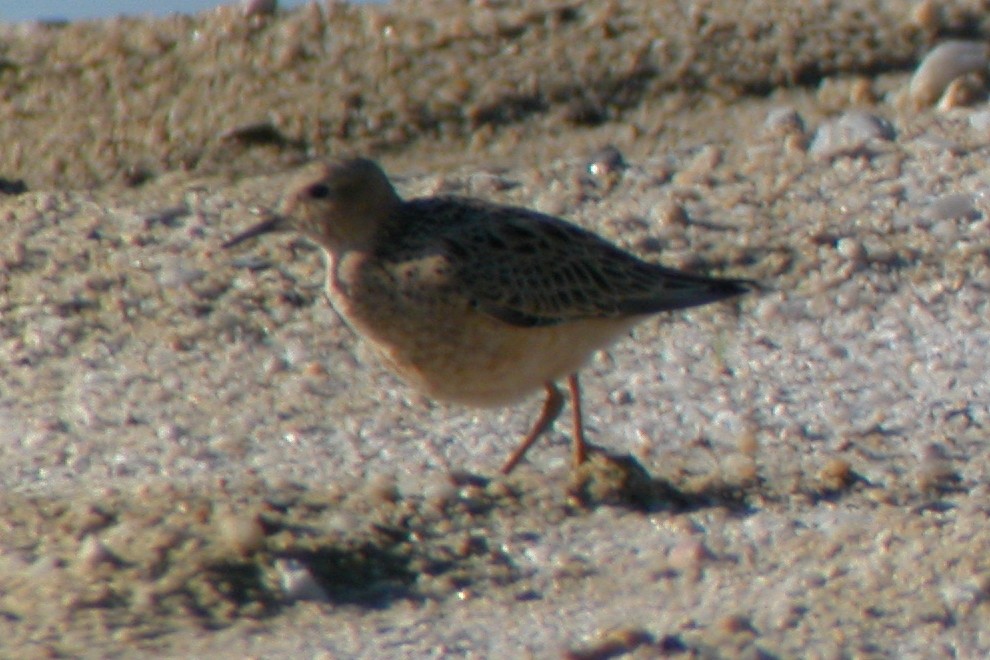 Buff-breasted Sandpiper - ML104943881