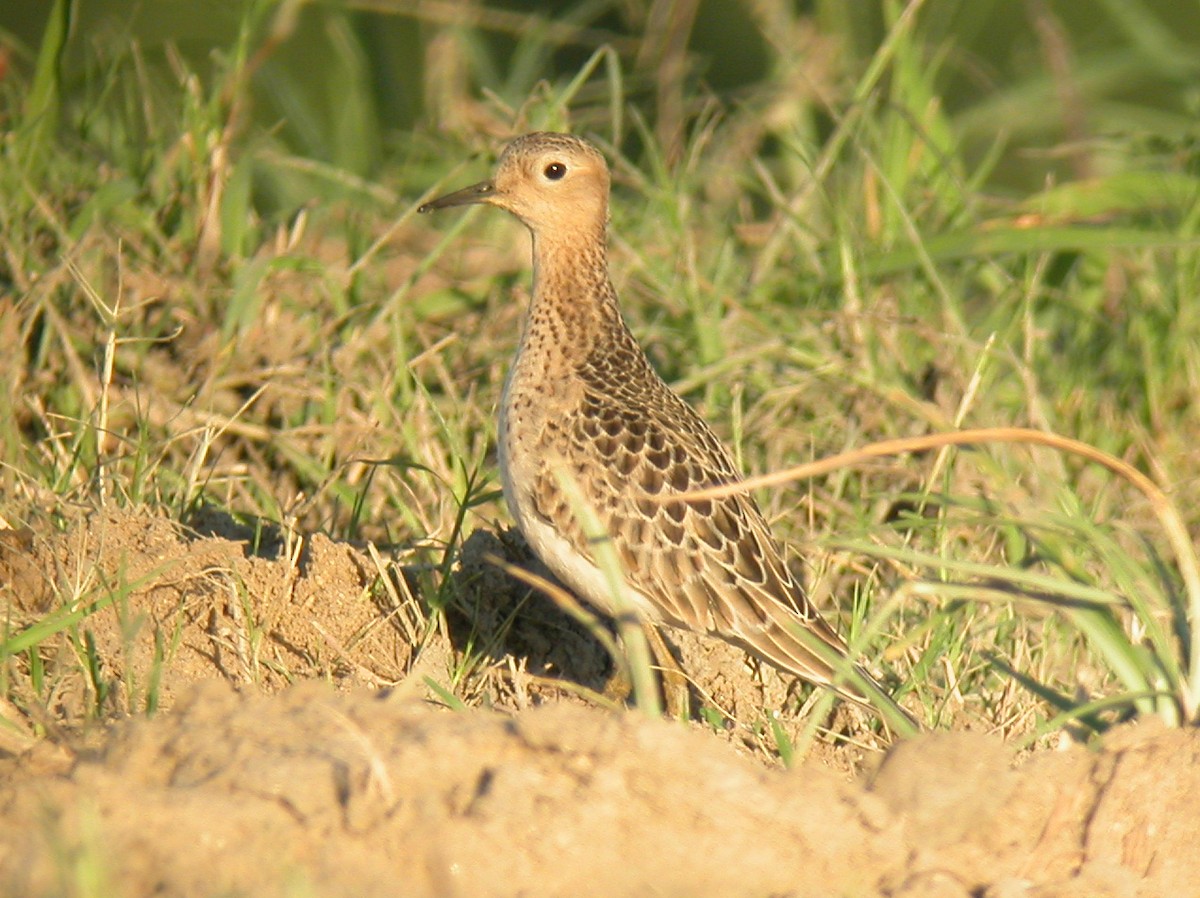 Buff-breasted Sandpiper - ML104944751