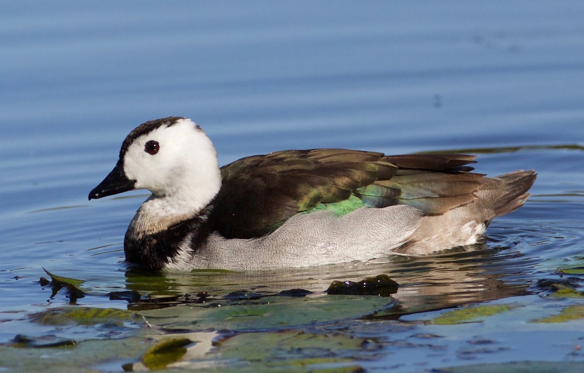 Cotton Pygmy-Goose - Eric Barnes