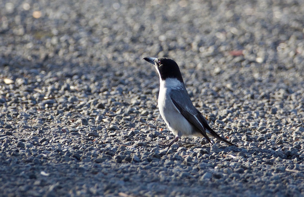 Gray Butcherbird - ML104945201