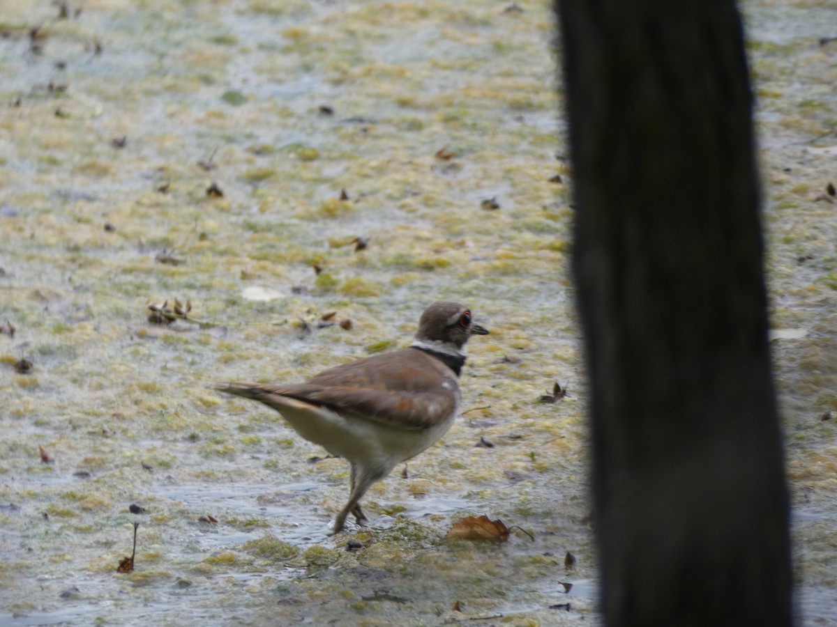 Killdeer - ML104945621