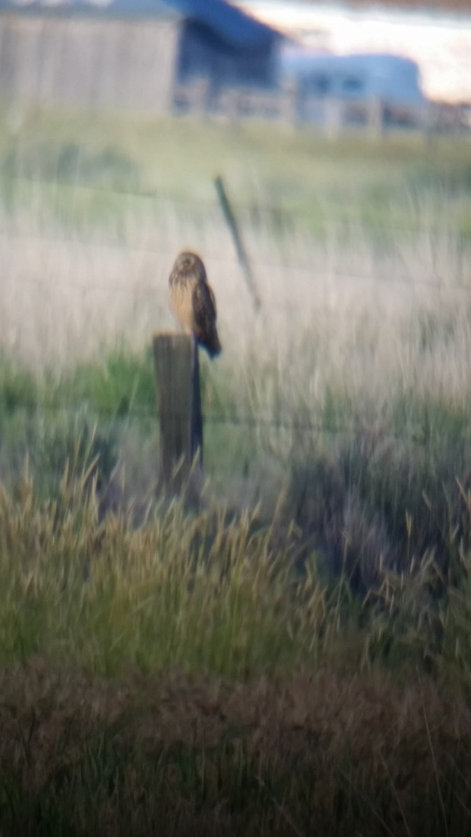 Short-eared Owl - Eugene Hunn