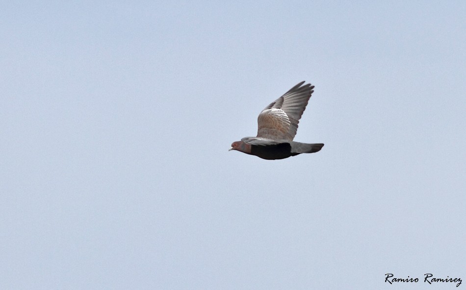 Picazuro Pigeon - ML104946251