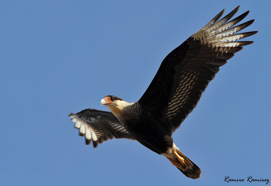 Crested Caracara (Southern) - ML104946331