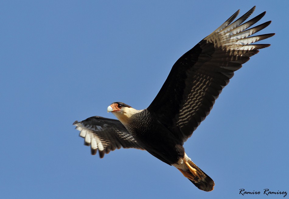 Caracara Carancho (sureño) - ML104946331