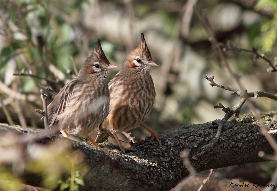 Lark-like Brushrunner - ML104946391