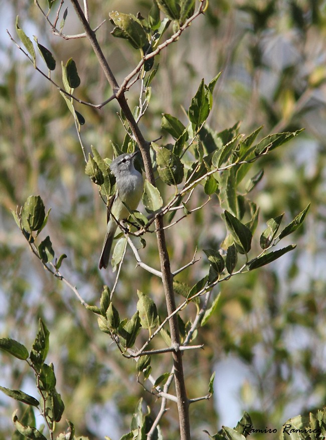 White-crested Tyrannulet (Sulphur-bellied) - ML104946441