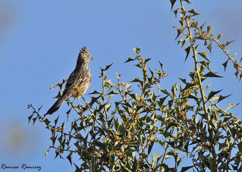 White-tipped Plantcutter - ML104946491