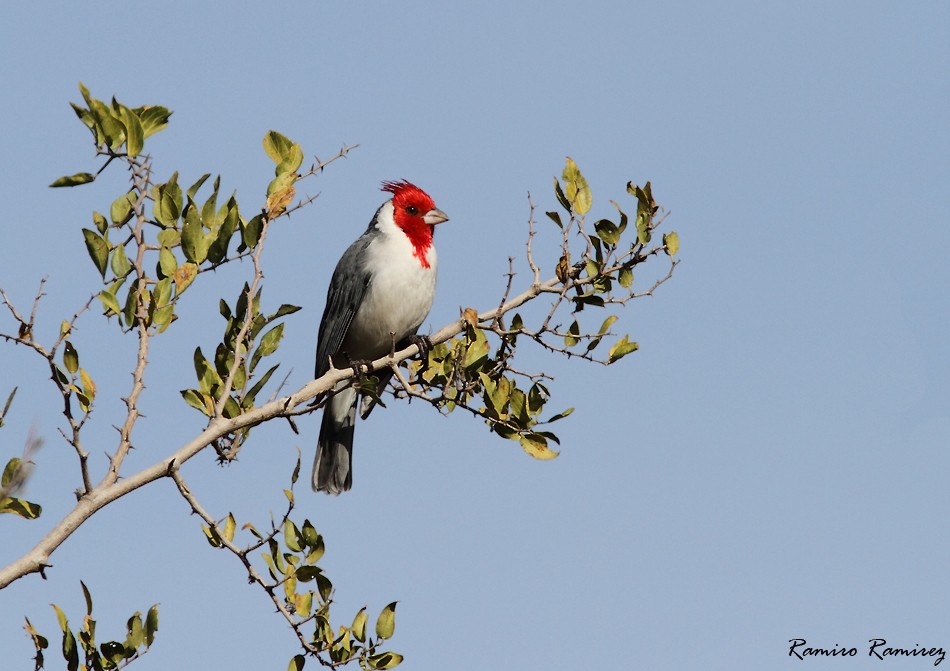 Red-crested Cardinal - ML104946531