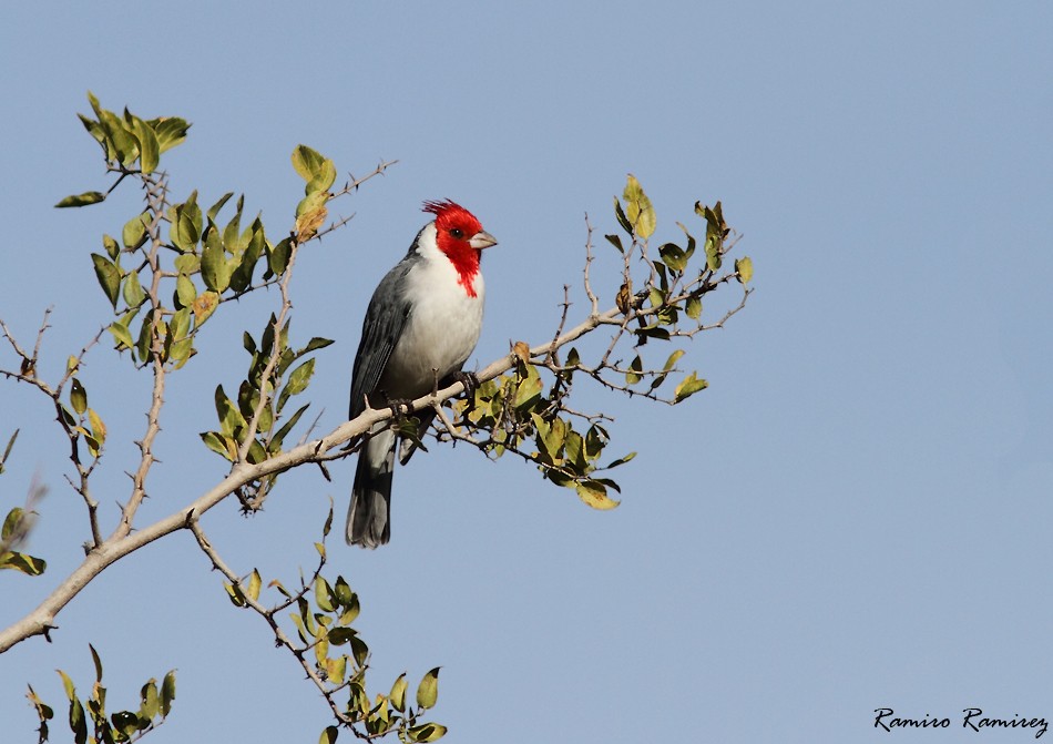 Cardenilla Crestada - ML104946531