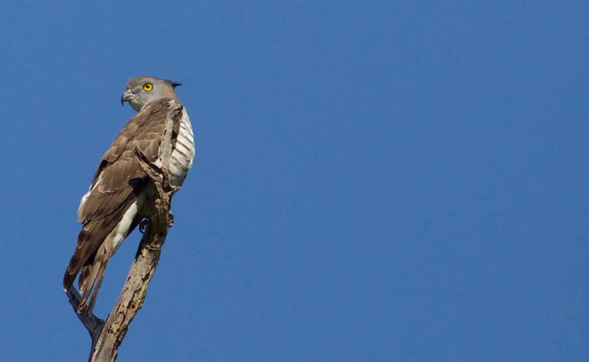 Pacific Baza - Eric Barnes