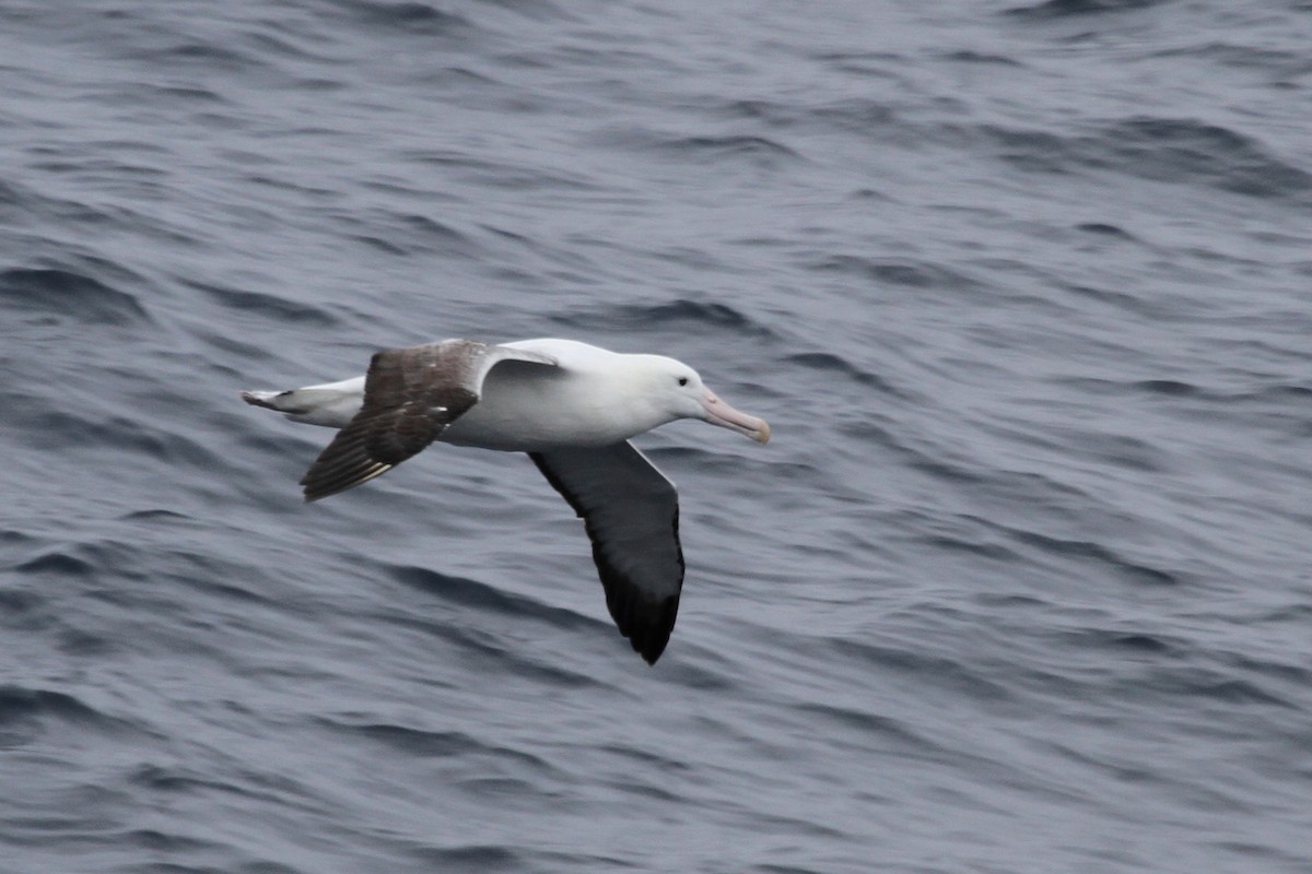 Southern Royal Albatross - ML104947161