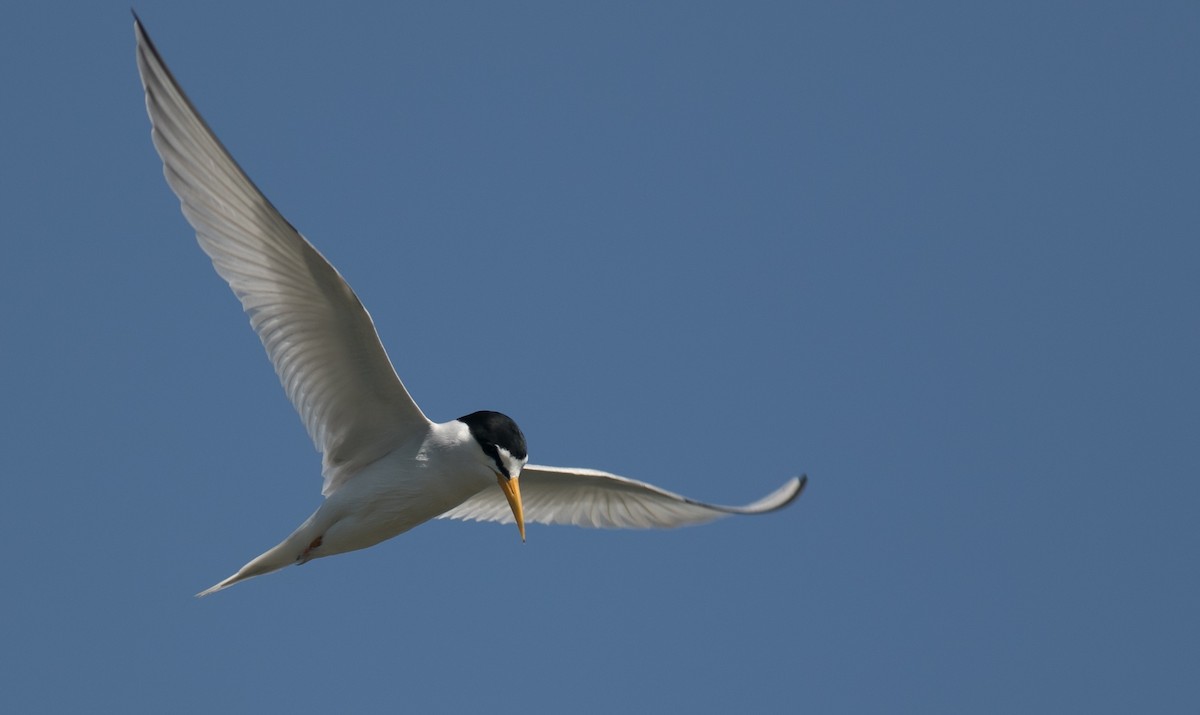 Least Tern - ML104947371