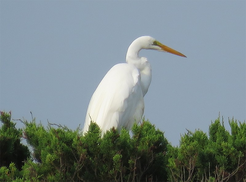 Great Egret - ML104947451