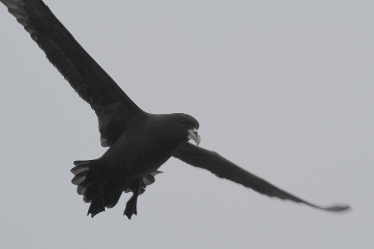 White-chinned Petrel - ML104947491