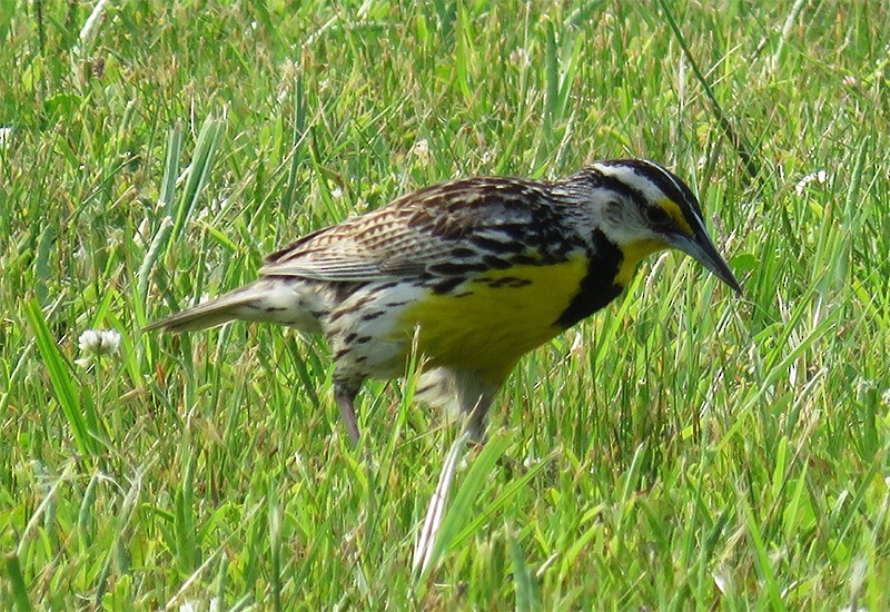 Eastern Meadowlark - ML104947611