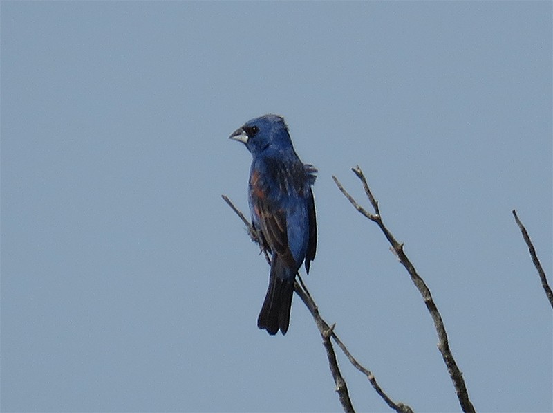 Blue Grosbeak - ML104947621