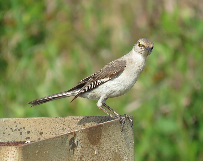 Northern Mockingbird - ML104947721