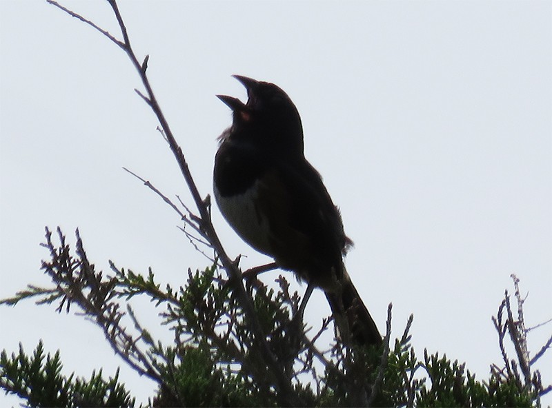 Eastern Towhee (Red-eyed) - ML104947821