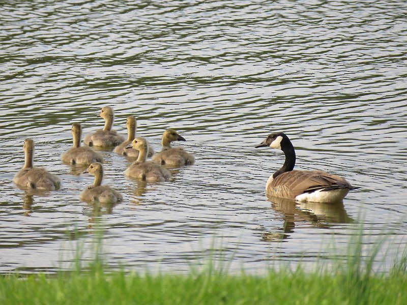 Canada Goose - Tracy The Birder