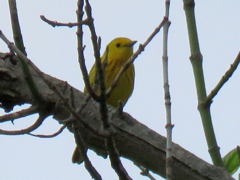 Paruline jaune - ML104949011