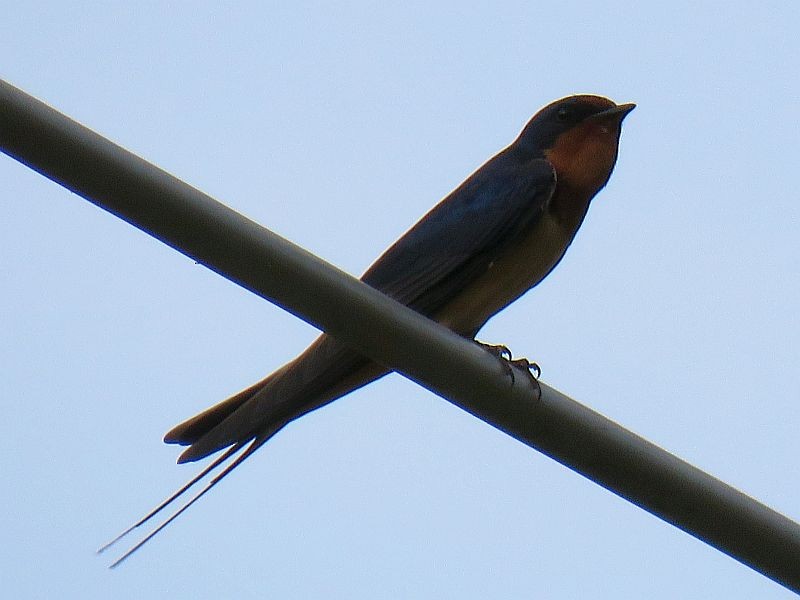 Barn Swallow - ML104949091