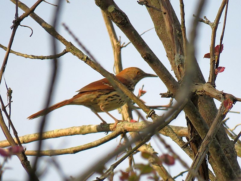 Brown Thrasher - ML104949151