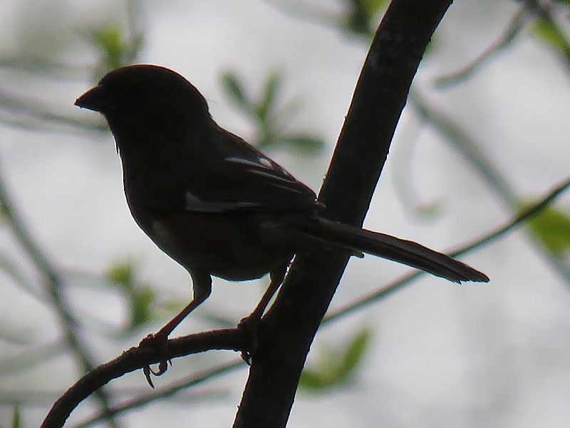 Eastern Towhee - ML104949231