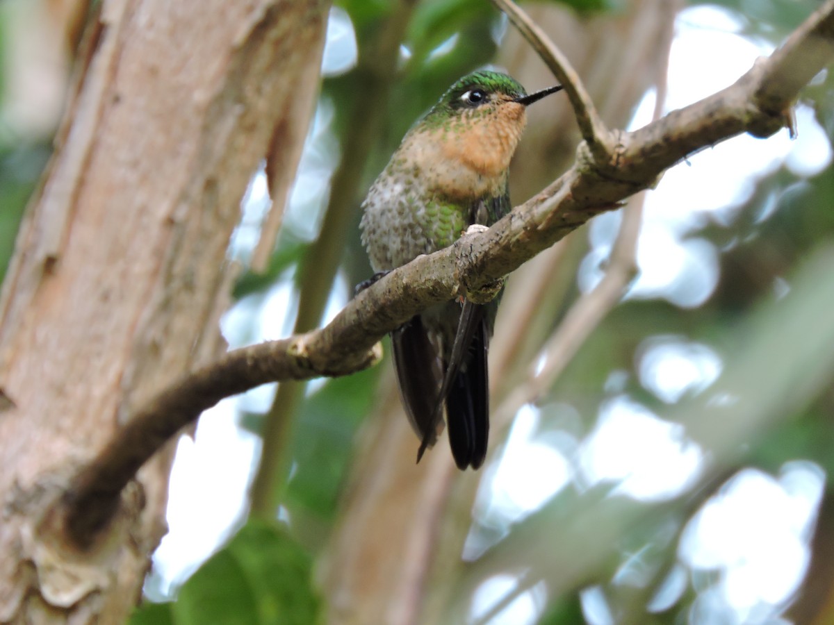 kolibřík dřišťálový - ML104949381
