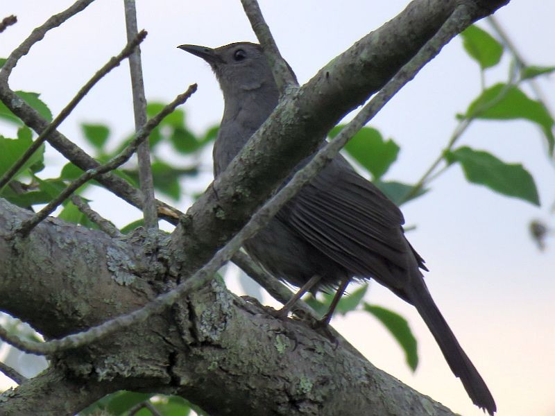 Gray Catbird - ML104949431