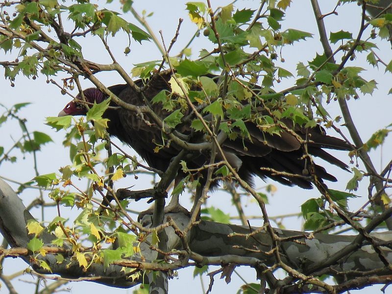 Turkey Vulture - ML104949491