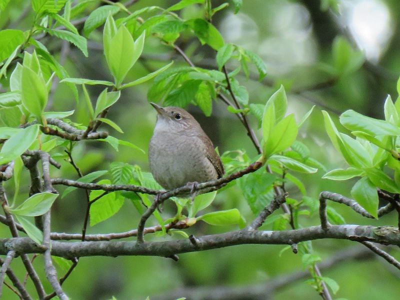 Northern House Wren - ML104949551