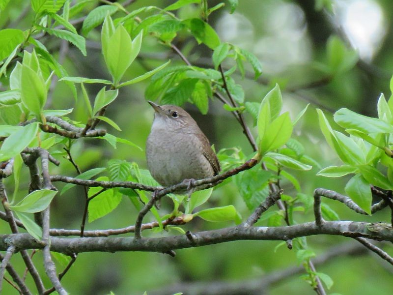 House Wren - ML104949551