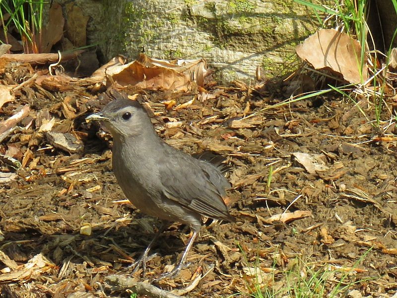 Gray Catbird - Tracy The Birder