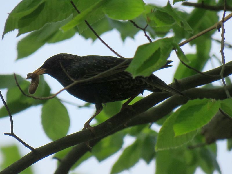 European Starling - ML104949661