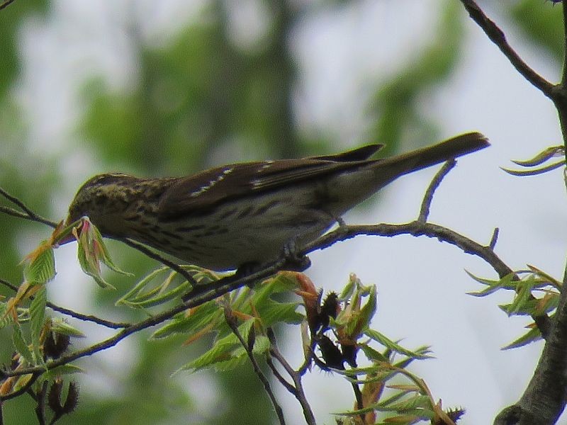 Rose-breasted Grosbeak - ML104949721