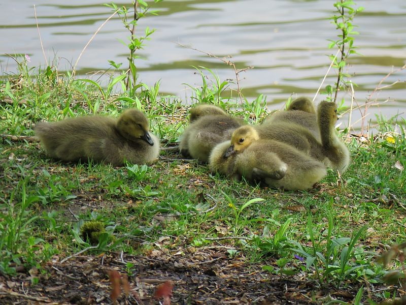 Canada Goose - ML104949841