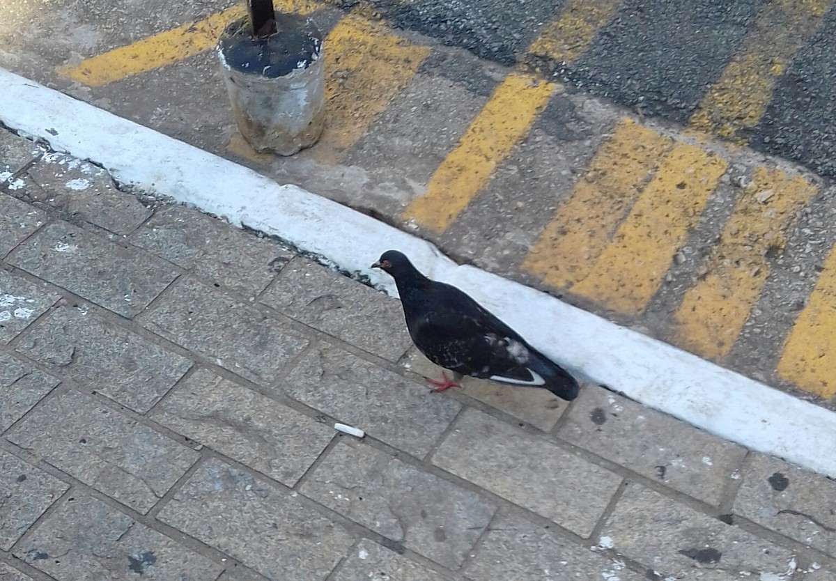 Rock Pigeon (Feral Pigeon) - ML104950011