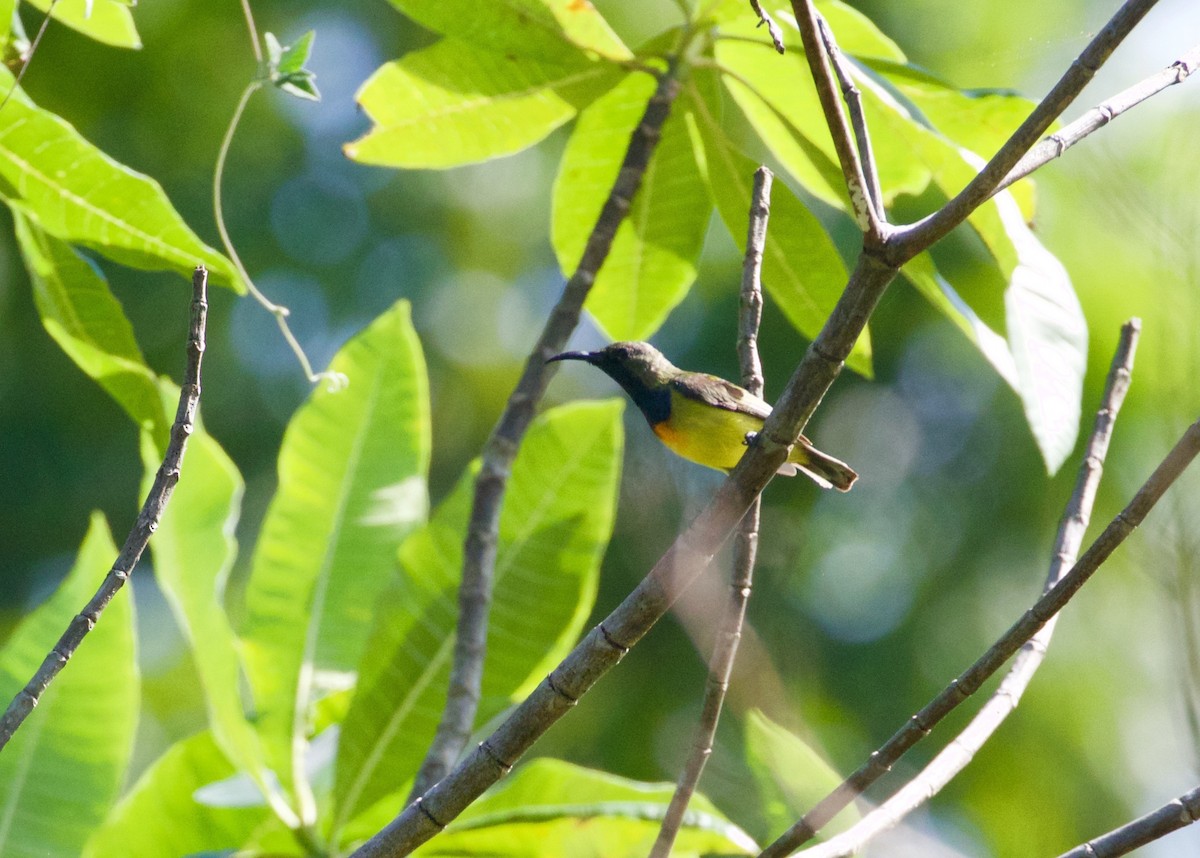 Apricot-breasted Sunbird - ML104950021