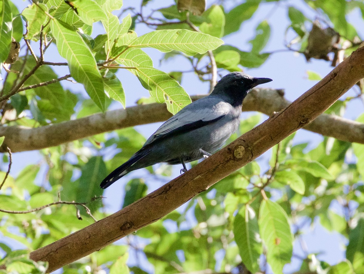Pale-shouldered Cicadabird - Scott Baker