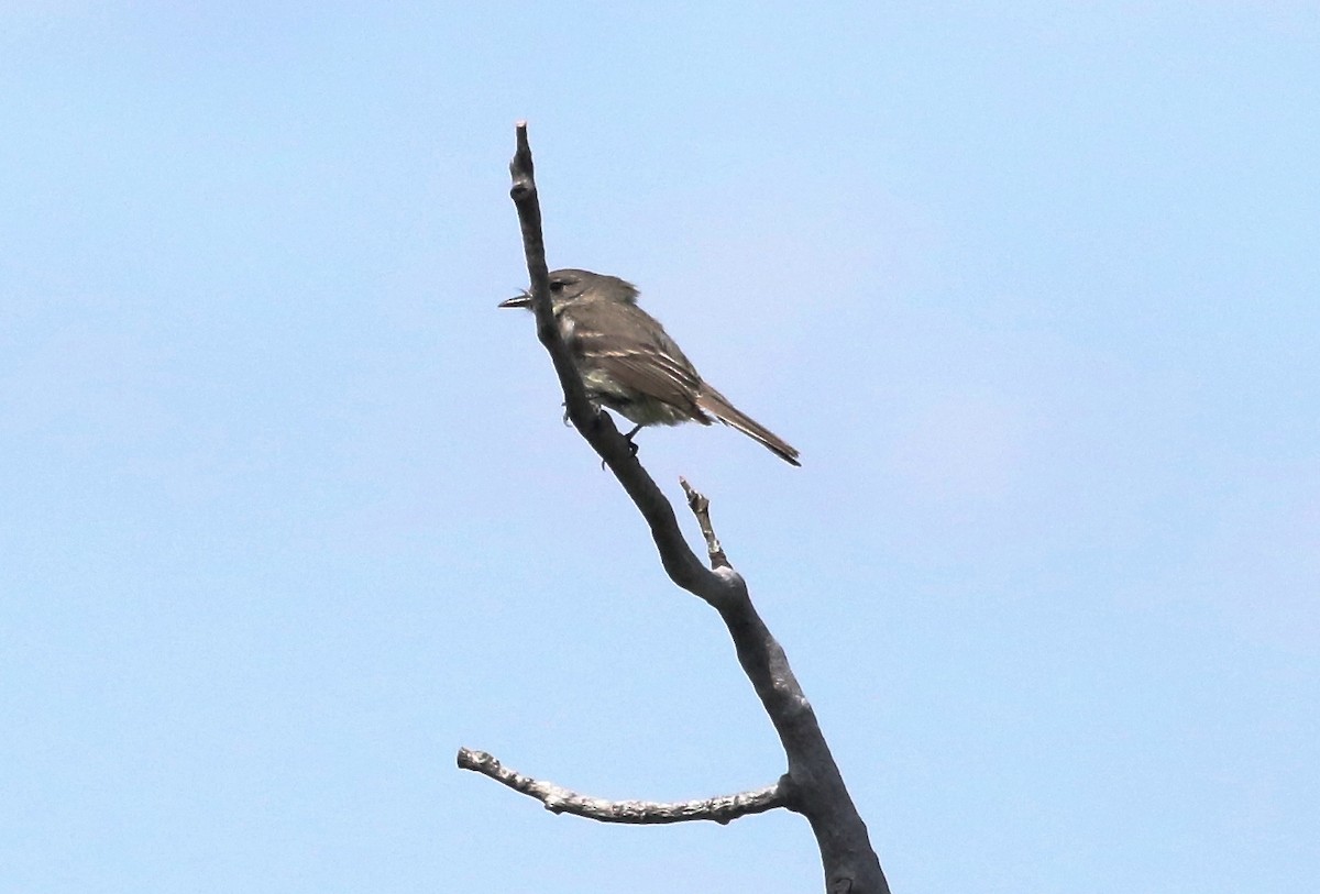 Dusky Flycatcher - ML104950541