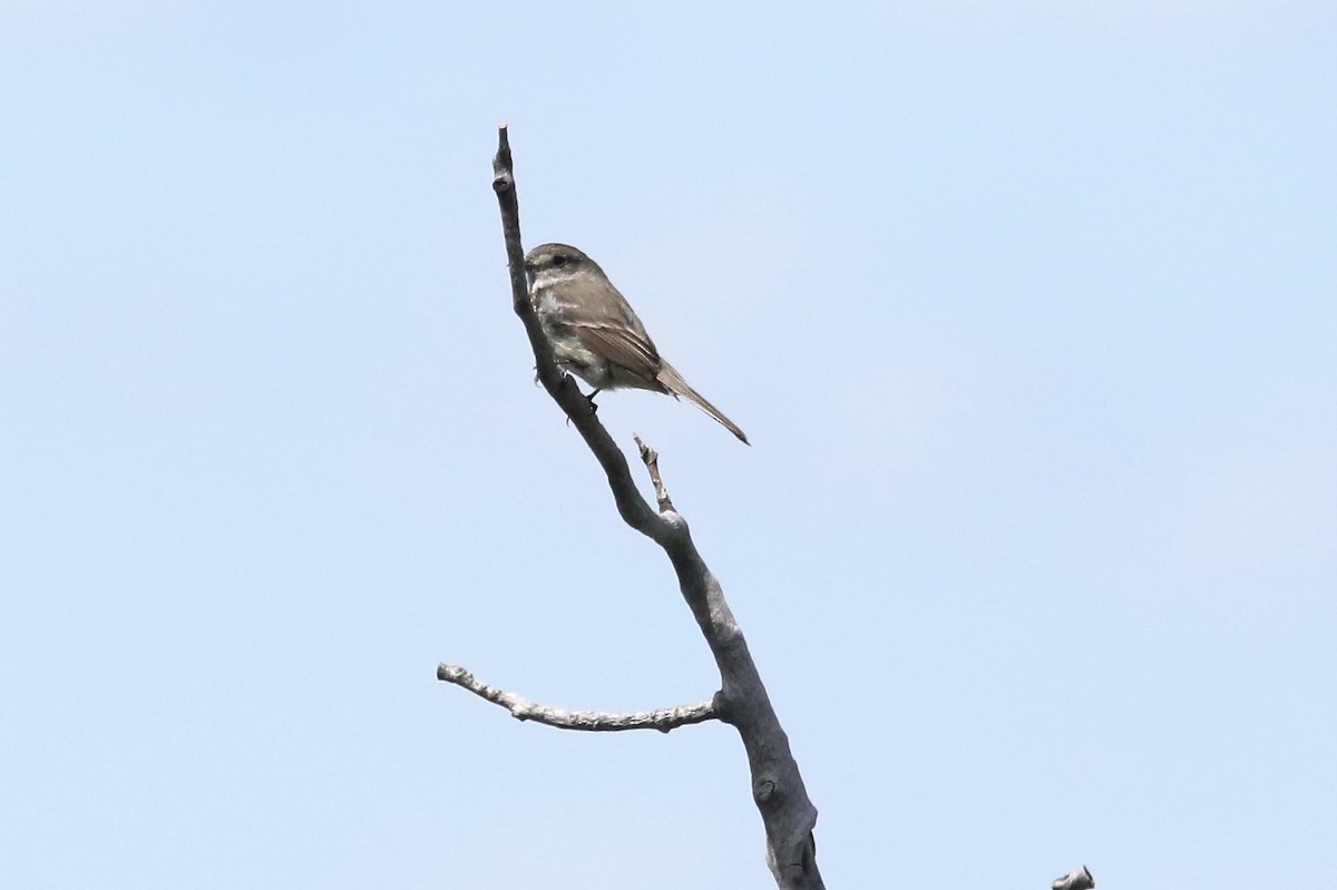 Dusky Flycatcher - ML104950551
