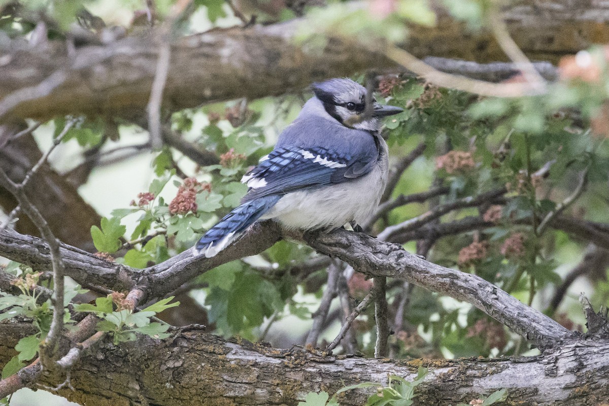 Blue Jay - ML104952521