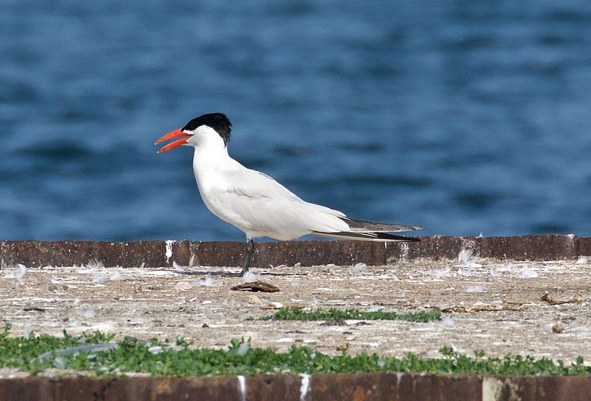 Caspian Tern - ML104952911