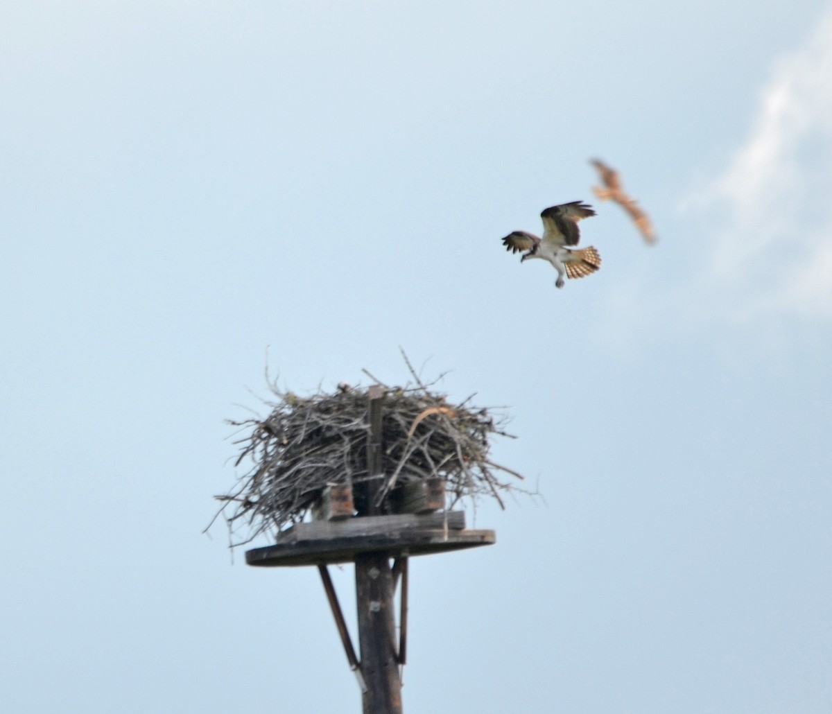 Águila Pescadora - ML104953281