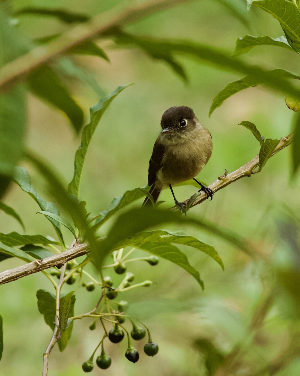 Black-capped Flycatcher - ML104954361